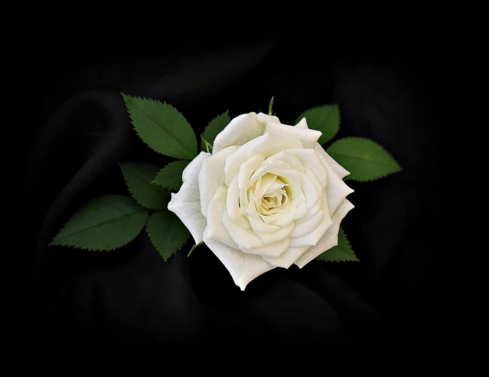 white rose flower leaves black background Flower nature 2k