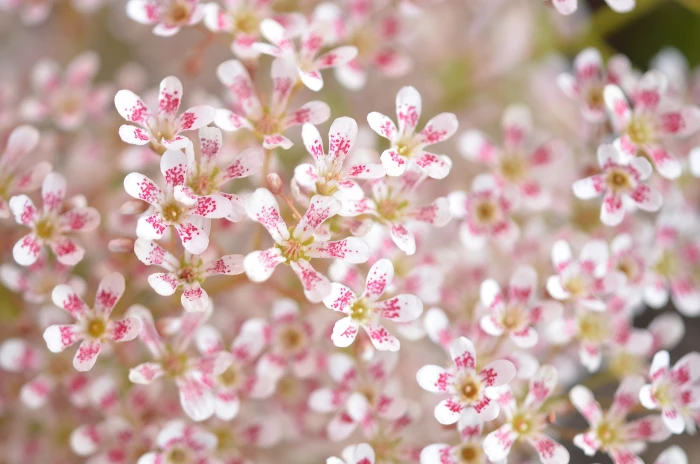 white and pink flower in close up photography nature floral 2k 4k 5k