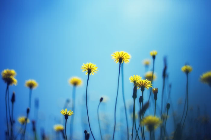 yellow flowers dandelions blur background nature meadow 2k