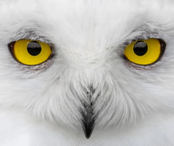 yellow Owl eyes Look into my snowy owl white