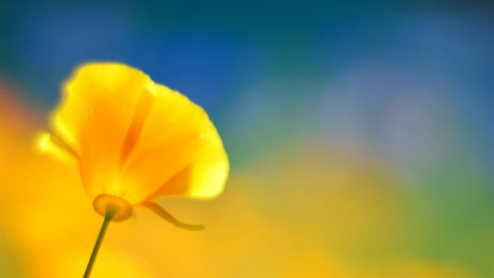 yellow petaled flower nature flowers macro 2k