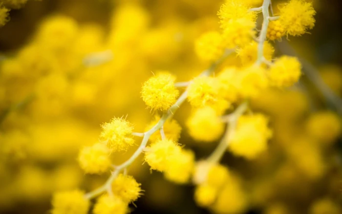 yellow petaled flower nature flowers macro 2k