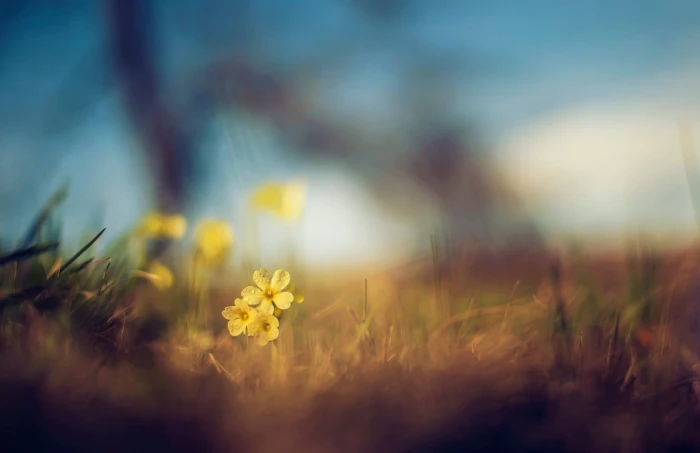 yellow petaled flower nature flowers macro depth of field 2k