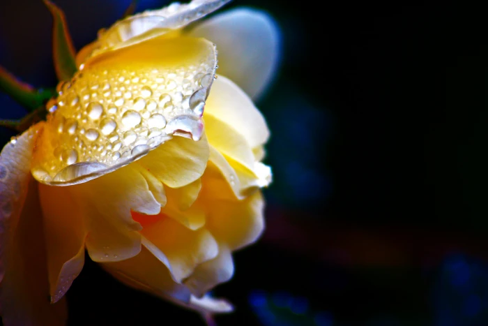 yellow petaled flower rose nature close up macro plant 2k 4k