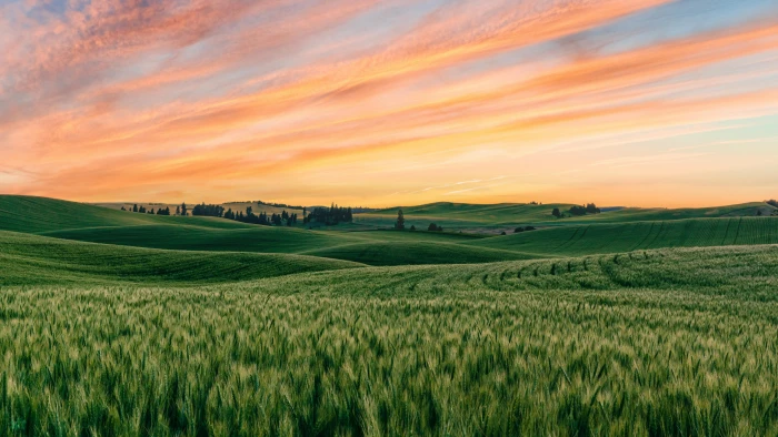 Field of Green nature landscape 2k 4k 5k