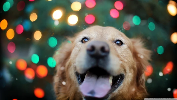 adult dark golden retriever dog animals bokeh Labrador Retriever 2k