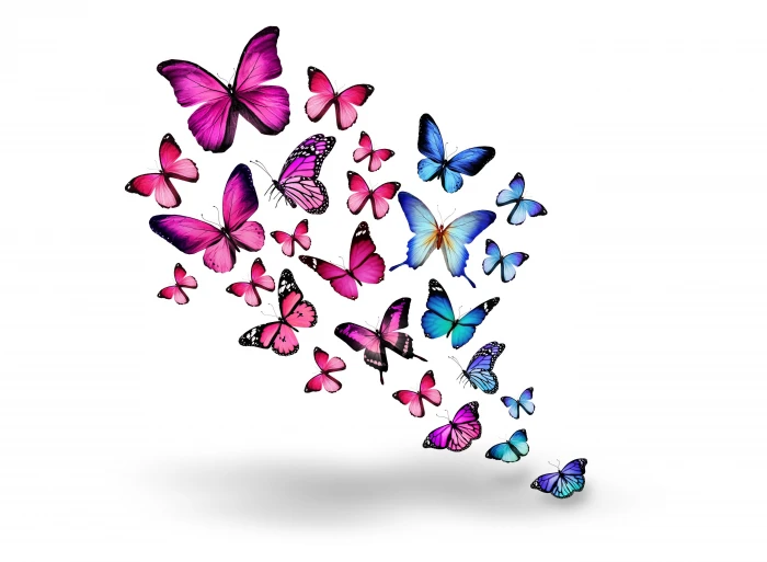 animals bokeh butterflies butterfly insects white background 2k 4k 5k