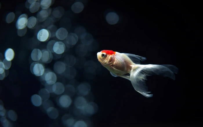 animals fish goldfish bokeh 2k