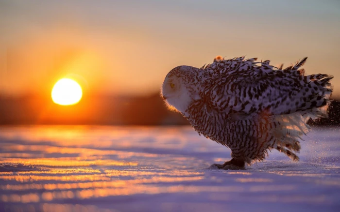 animals snow winter owl birds bokeh Sun sunset sky 2k
