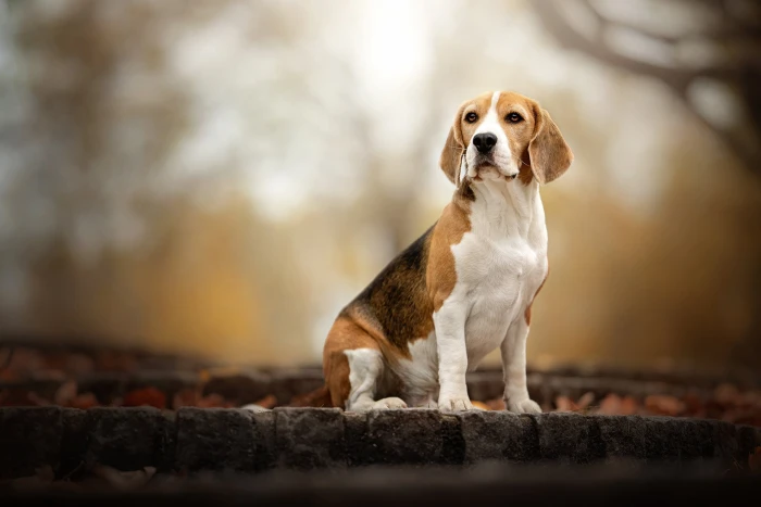 autumn look nature background dog bokeh Beagle 2k