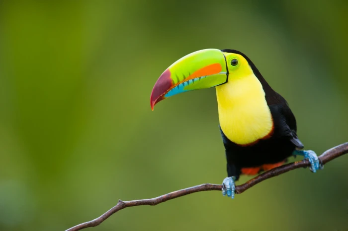 black and white toucan nature tropics background bird jungle 2k