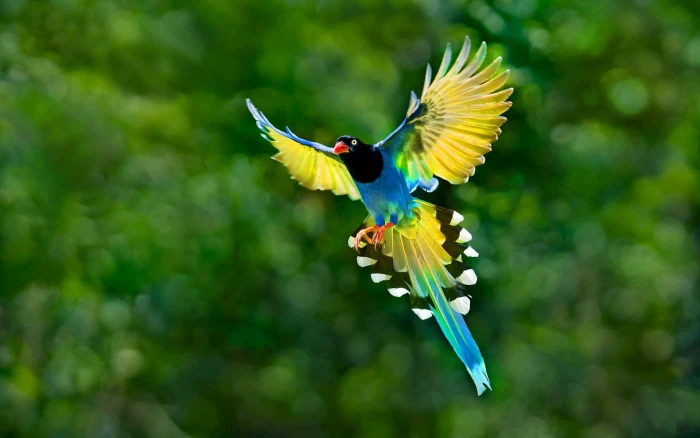 blue magpie Birds Taiwan Blue Magpie Animal Bokeh nature 2k