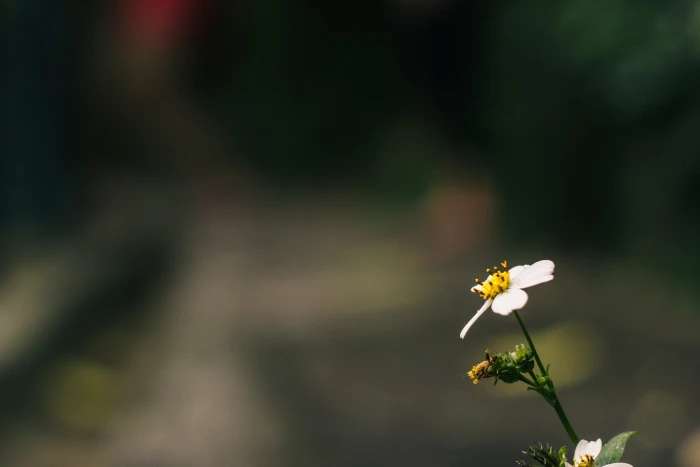 A blooming daisy flower with bokeh effect detail garden plant 2k