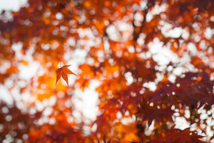 bokeh leaves depth of field fall 2k