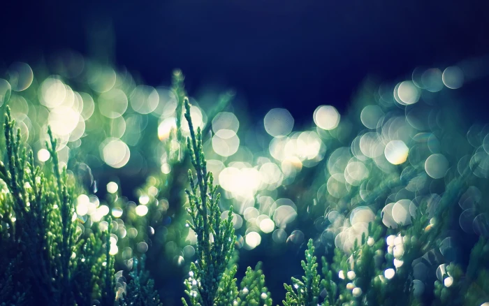 bokeh nature spring 2k