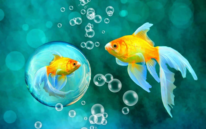 Bubbles Goldfish Blue Bokeh Sea Fish Fishes Underwater Water Gold Desktop 2k