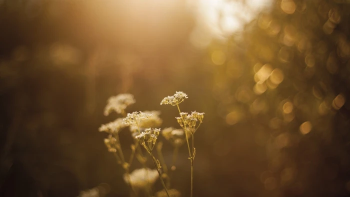 gold colored chain necklace bokeh nature flowers sunlight 2k