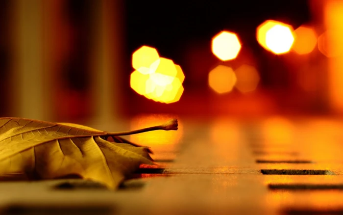 depth of field bokeh leaves macro 2k