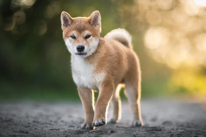 Dogs Shiba Inu Baby Animal Bokeh Pet Puppy 2k