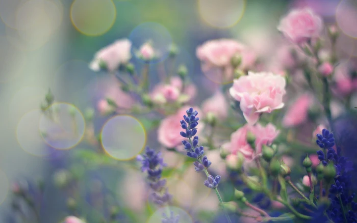 Flowers Macro Pink Bokeh HD nature 2k