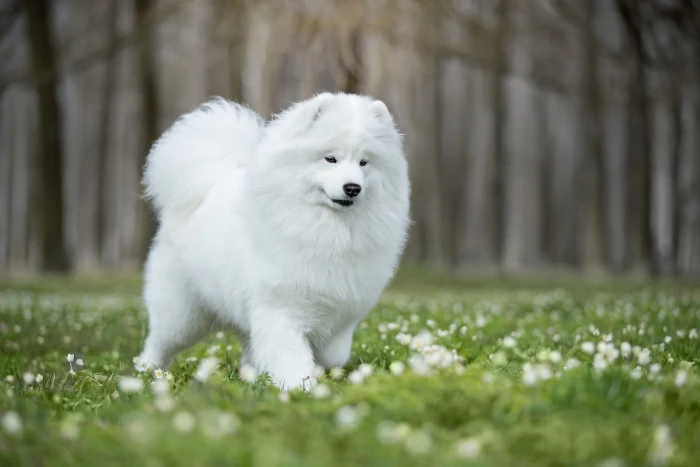 flowers glade dog bokeh Samoyed 2k
