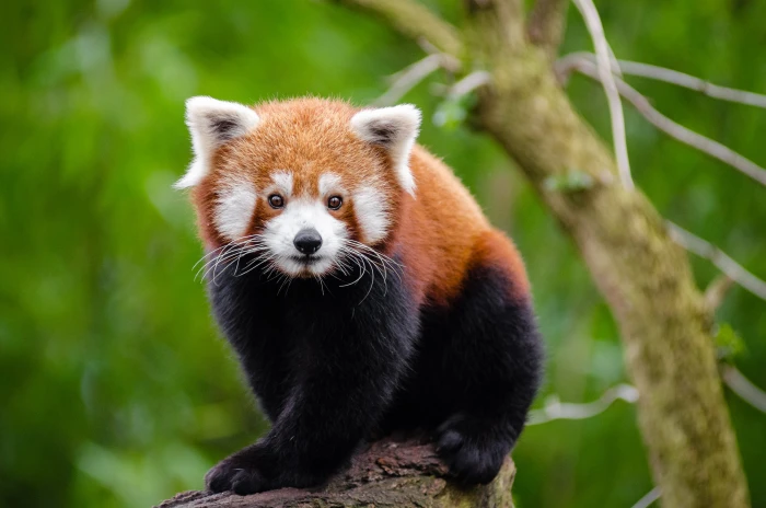 focus photo of black and brown fur animal at the branch tree red panda 2k 4k
