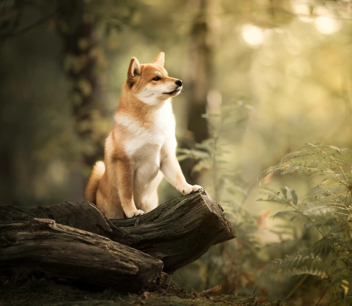 forest dog snag bokeh Shiba inu 2k