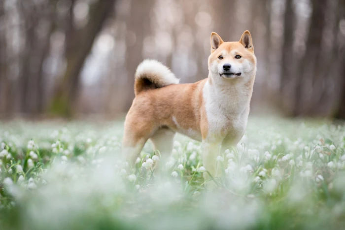forest look face trees flowers nature Park background 2k