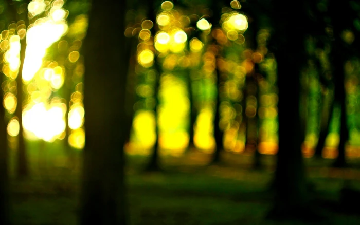 forest the sun macro trees nature widescreen Wallpaper 2k