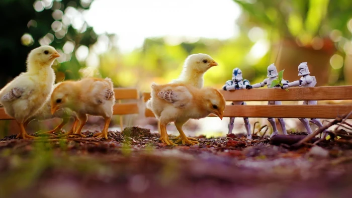 four yellow chicks chickens birds stormtrooper fence toys 2k