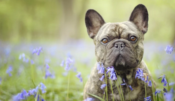 French bulldog face fawn and black boston terrier eyes flowers 2k 4k 5k