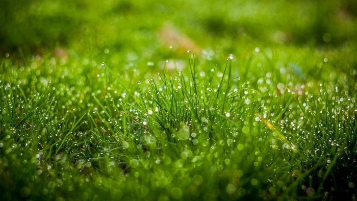 green grass with morning dew nature water drops 2k