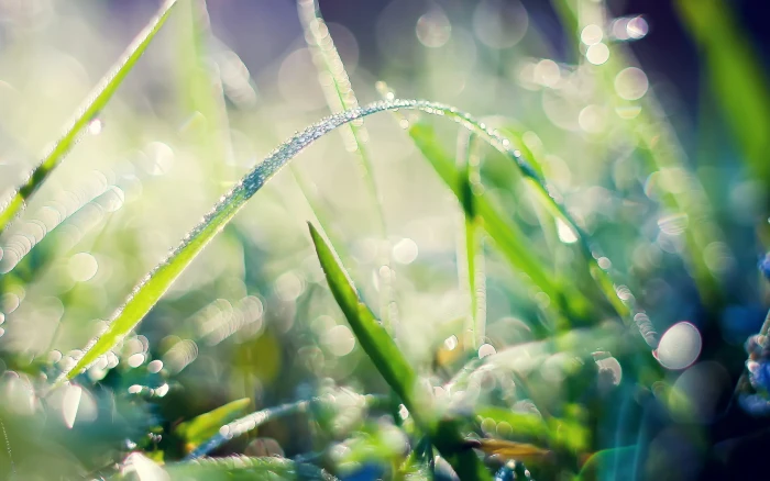 green grass plants nature water drops macro bokeh color 2k