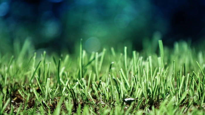 green grass selective focus photography of lawn 2k