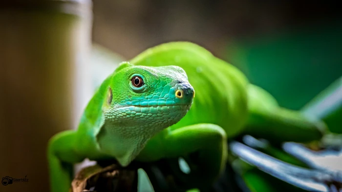 green iguana Take it easy Part 3 colours colourful Zoo Neunkirchen 2k