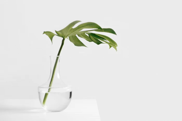 green leaf plant in clear glass vase still items things stem 2k 4k