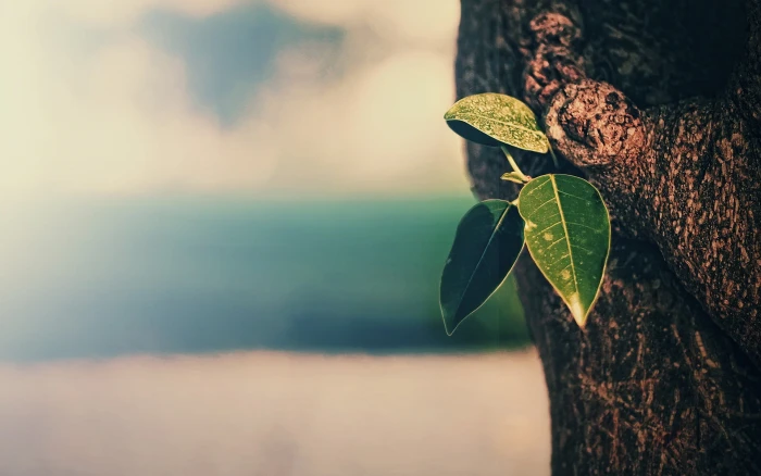 green leaf tree nature trees tea plant bokeh depth of field 2k