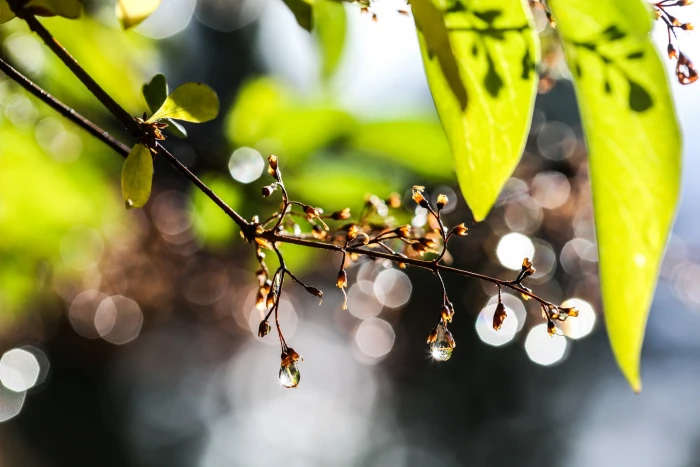green leaf nature water drops bokeh leaves sunlight close up 2k