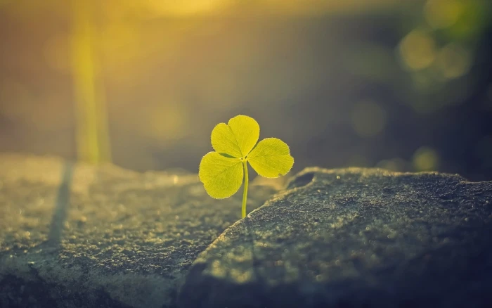 green leafed plant three leaf clover nature macro depth of field 29 2k