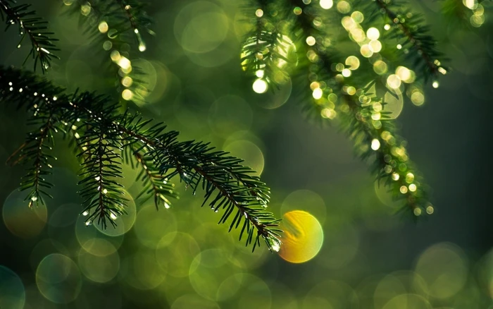 green tree nature bokeh pine trees leaves plant color 2k