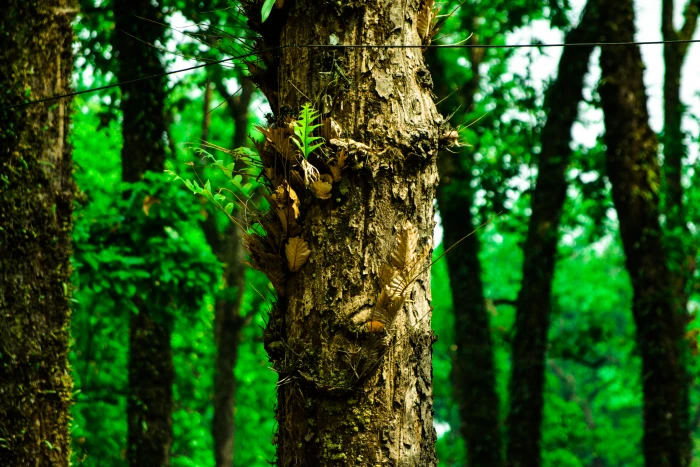 india darjeeling forest greenary nature bokeh trees wallpaper 2k 4k 5k
