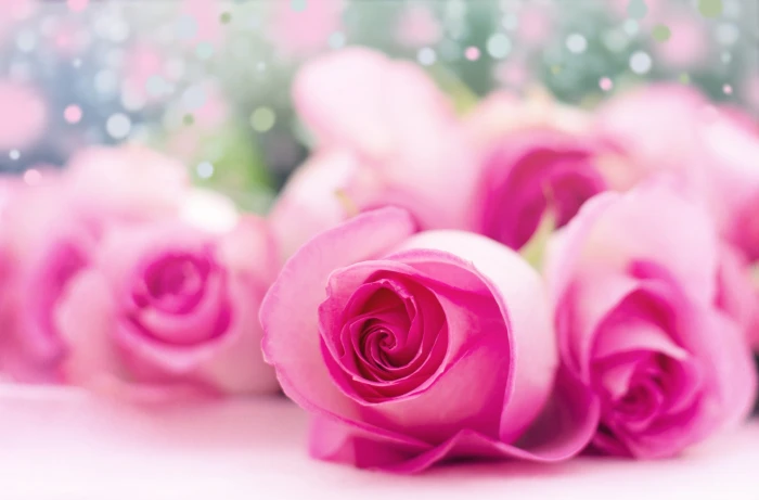 Light Pink Roses Bokeh pink roses Cute flower color 2k