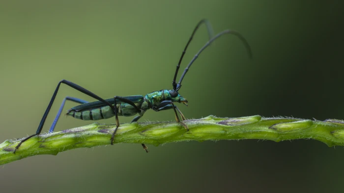 longhorn jewel beetle on green stem closeup photography 2k 4k 5k