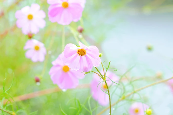 macro photography of purple petaled flower Cosmos in The Rain 2k 4k