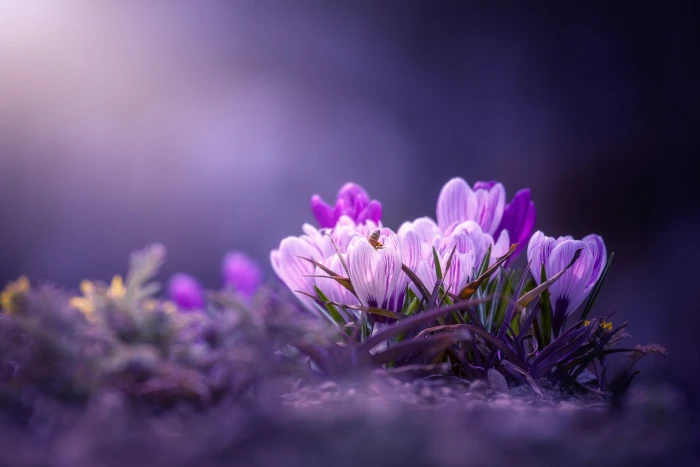 macro background spring crocuses bokeh saffron 65 2k