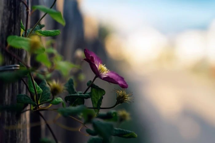 macro bokeh blurred green flowers 2k