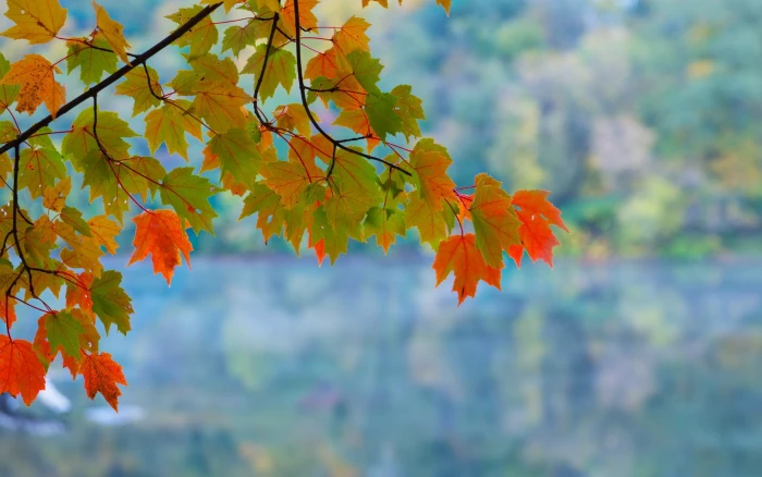 Maple leaves branch autumn red green bokeh 2k