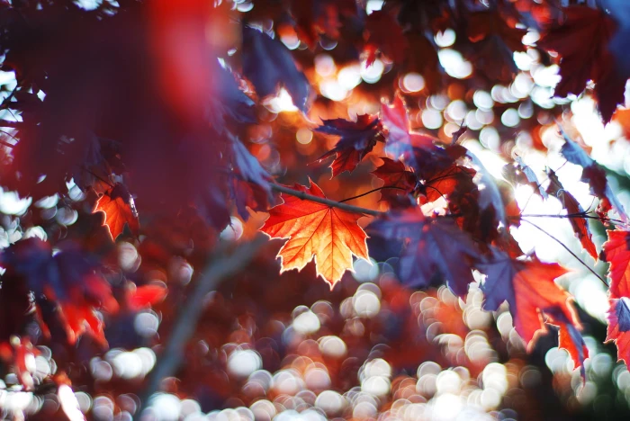 maple tree red and purple leaf photo fall leaves Sun 2k