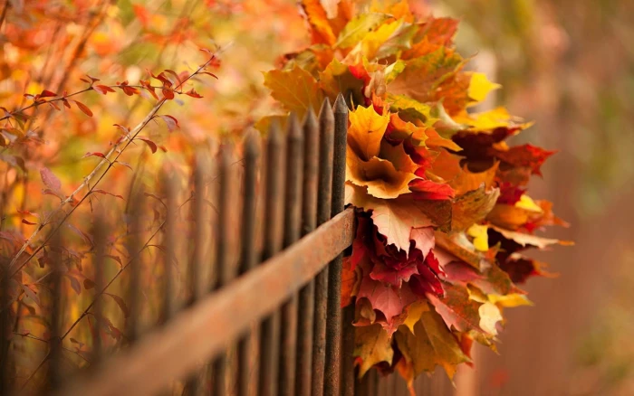 Nature autumn leaves bokeh fence yellow and red 2k
