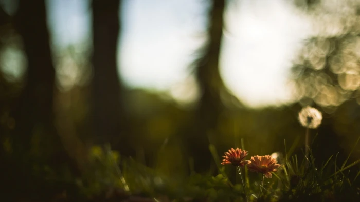 orange petaled flowers nature depth of field bokeh flowering plant 2k